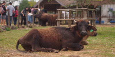 The buffalo diary