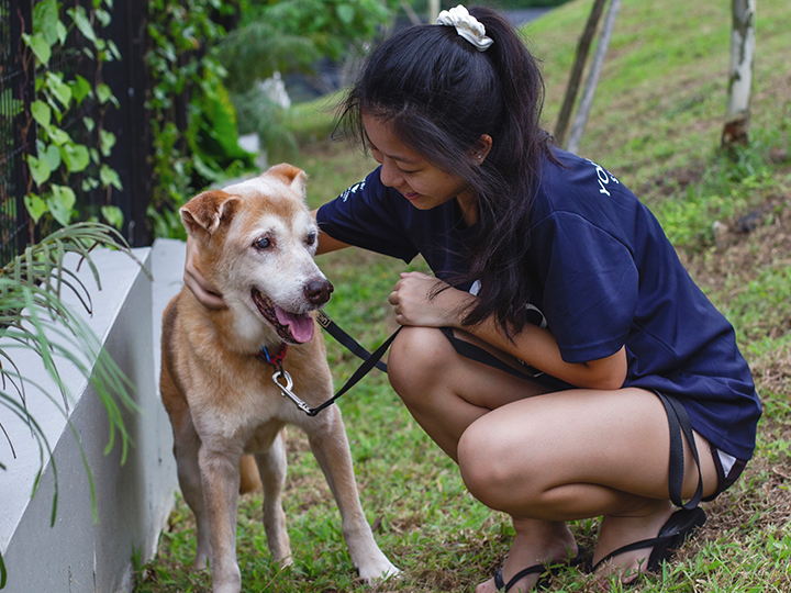 Two of the many dogs rescued and taken care of at Blk 2 Furever Canine.